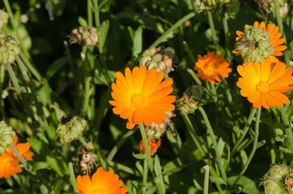 Hierba caléndula caléndula medicina popular flor — Foto de Stock