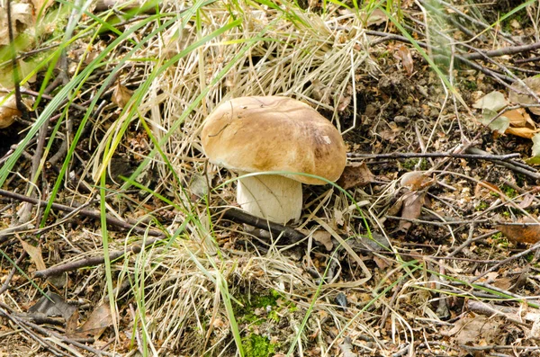 Porcino kuruş topuz boletus mantarı cep mantar — Stok fotoğraf