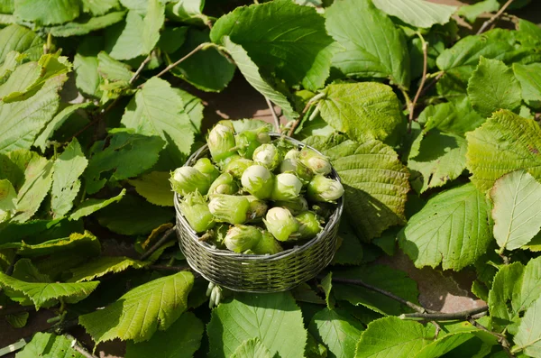 Noisette dans un plat en acier en osier sur fond de feuilles — Photo