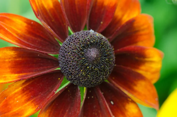 Rudbeckia jeżówki kwiat na białym tle — Zdjęcie stockowe