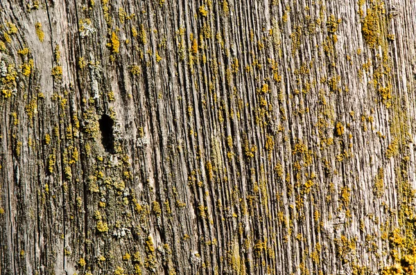 Wooden plank moss board wall disruption background — Stock Photo, Image