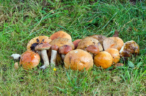 Funghi rosso tappo gambo scabbia — Foto Stock