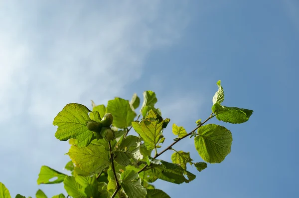 Hazel nut tree branch sky — Stock Photo, Image