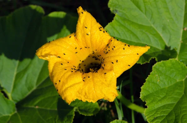 Flor de calabaza amarilla pequeños insectos —  Fotos de Stock