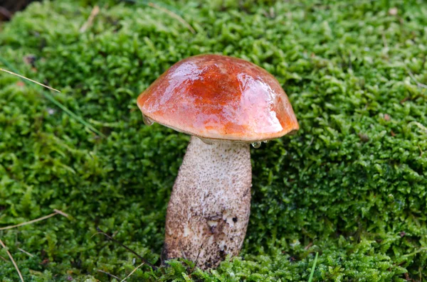 Champiñón de tallo de vaina de gorra roja húmeda sobre musgo —  Fotos de Stock