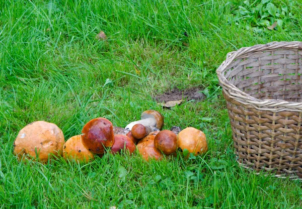 Cappuccio rosso gambo scabbia leccinum aurantiacum fungo — Foto Stock