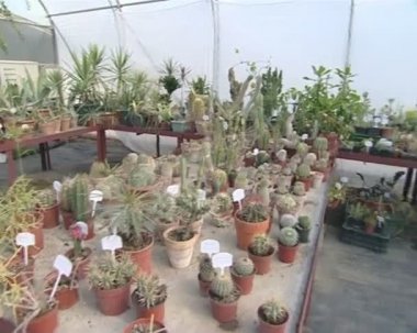 raflar üzerinde büyüyen kaktüsler çok farklı türde.