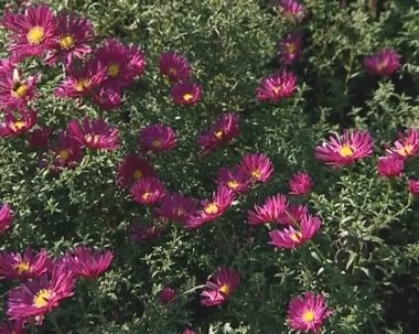 Arılar ve diğer böcekler polen kırmızı çiçek toplamak..