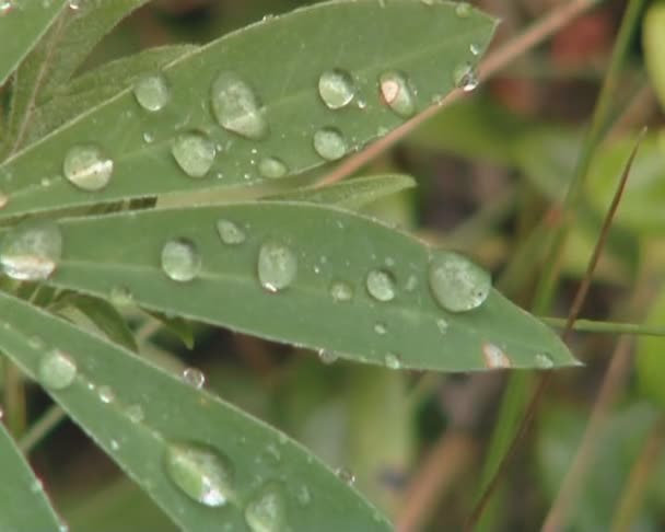 Wassertropfen auf länglichen Blättern, die sich im Wind bewegen. — Stockvideo