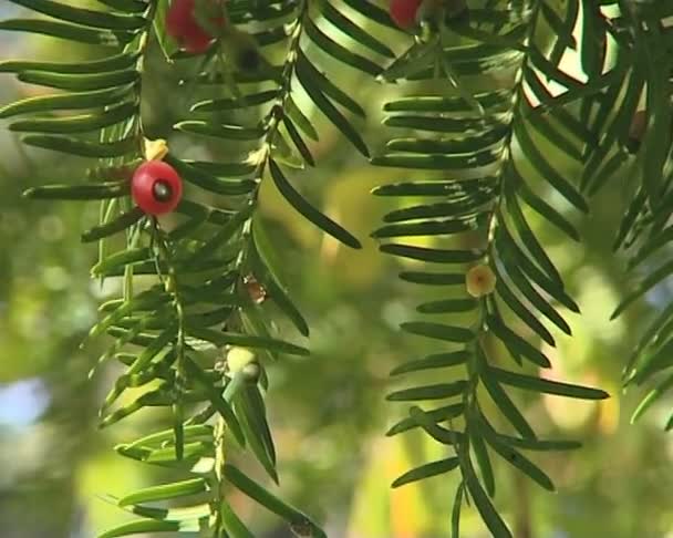 Bunches of yew berries on barbed twigs move in the wind. — Stock Video