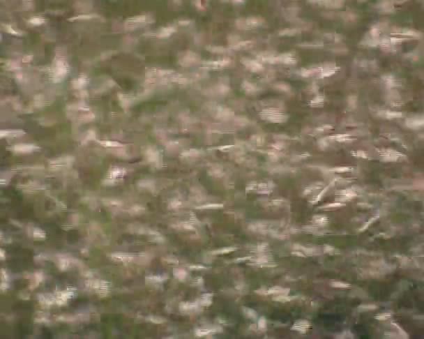 Blurred view of grassland plants moving in the wind. — Stock Video