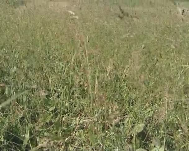 Champs envahis de prairies et d'arbres solitaires au loin . — Video