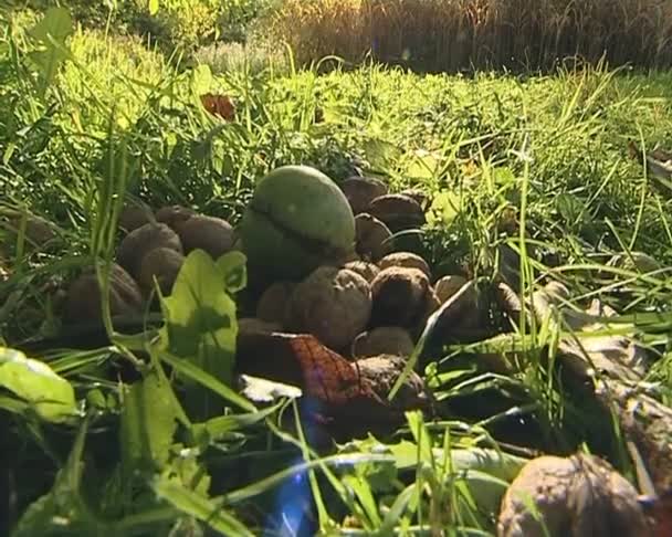 Walnoten stapel op de grond met oude gerijpte en groene nieuwe. — Stockvideo