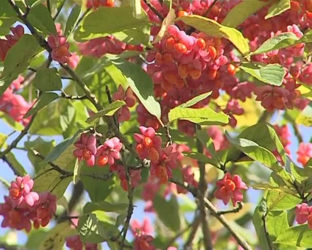 Branches of tree covered with red berries beams swinging in wind — Stock Video