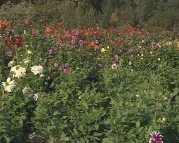 Botanical garden full of multicolor dahlia — Stock Video