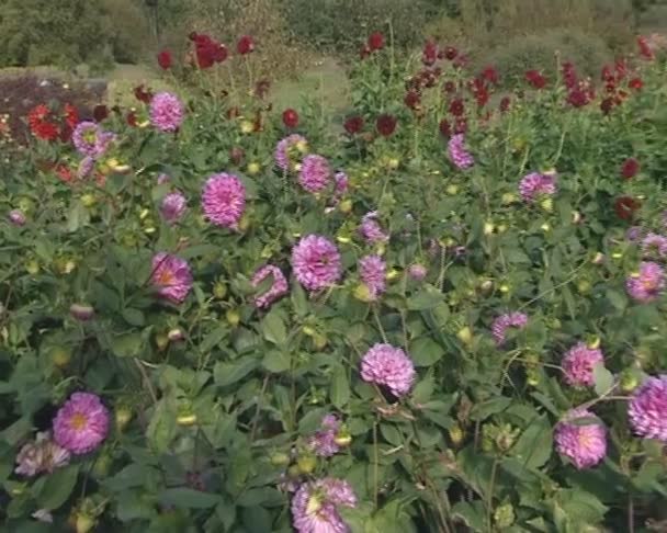 Botanischer Garten voller bunter Dahlien — Stockvideo