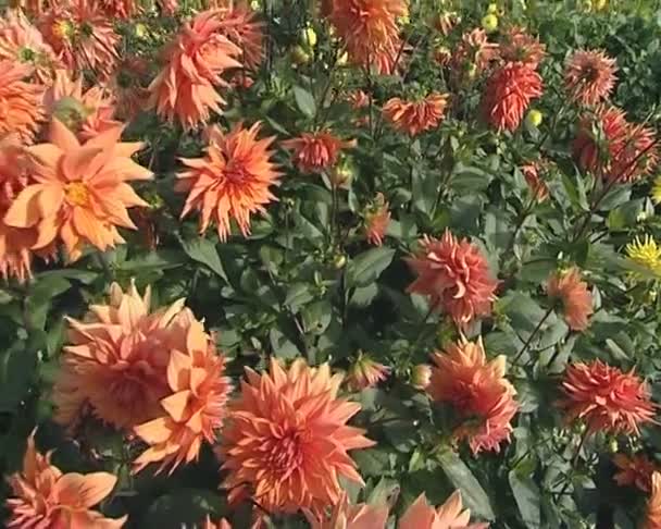 Walking around nice orange dahlia blooms beautifully sunlit. — Stock Video