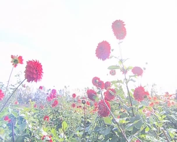 Marcher autour de belles fleurs de dahlia orange magnifiquement ensoleillé . — Video