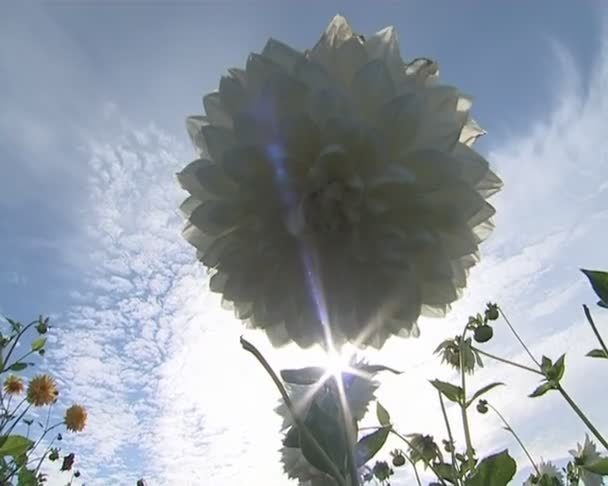 Dália branca flores e raios de sol penetrando através deles . — Vídeo de Stock