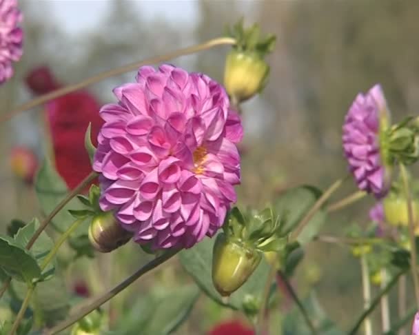 Rózsaszín dahlia, a botanikus kert szépen napfény. — Stock videók