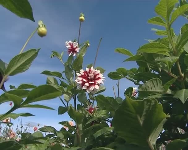 Rood-witte kleur dahlia bloemen op achtergrond van blauwe bewolkte hemel. — Stockvideo