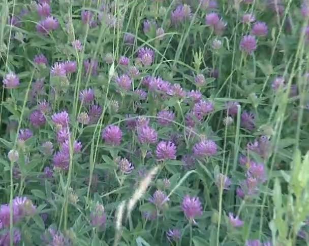 Une prairie pleine de trèfle rond. vue sur la nature naturelle . — Video