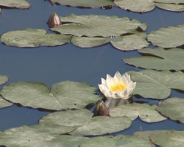 Lirios de agua florecientes y sus hojas en el lago. flora acuática . — Vídeos de Stock