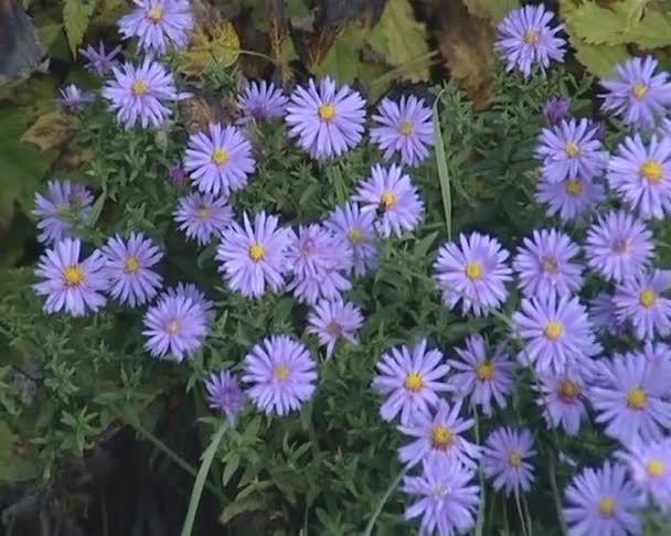 Fleurs bleues aux feuilles étroites et au milieu jaune rond .