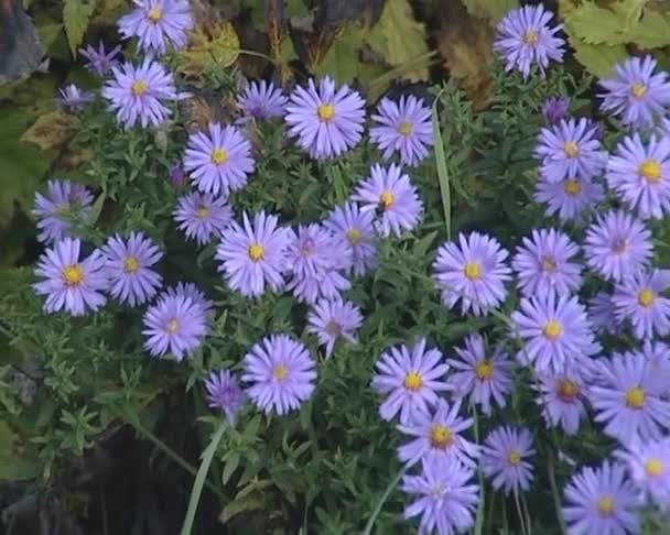 Fleurs bleues aux feuilles étroites et au milieu jaune rond . — Video