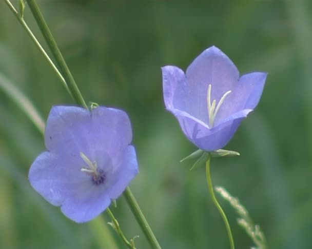 Fiori con anelli a campana blu che crescono nei prati selvatici . — Video Stock