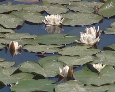 çiçek açan nilüferler ve yaprakları göl. su flora.