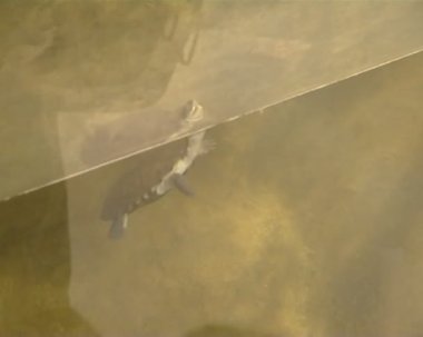 Hayvanat Bahçesi akvaryum yüzme turtle. su fauna esaret içinde.