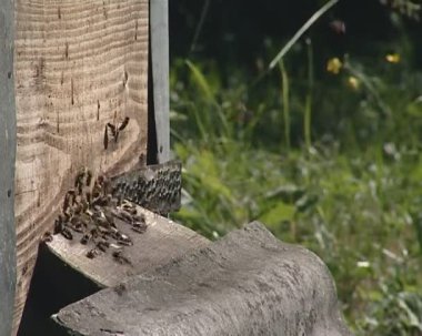 bir sürü kovan kuyu Vızıldayan arıların. arıcılık.