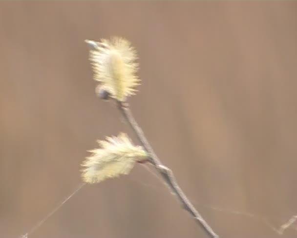 Pussy willow větev krásné kvetoucí osvětlené slunečním zářením. — Stock video