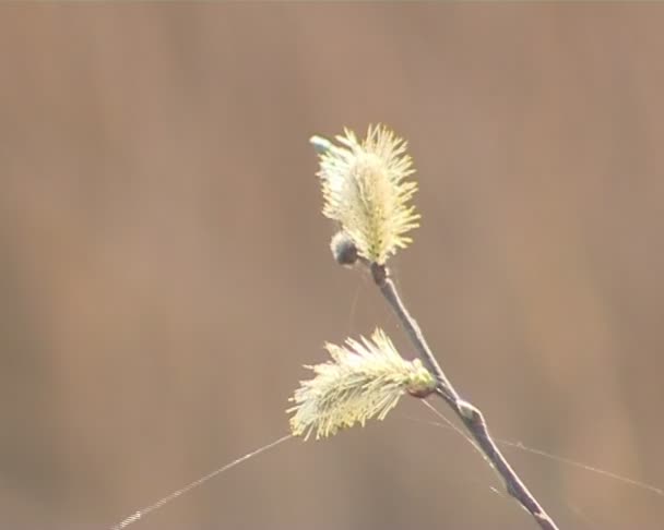 Segno di primavera. figa-salice fioriture . — Video Stock