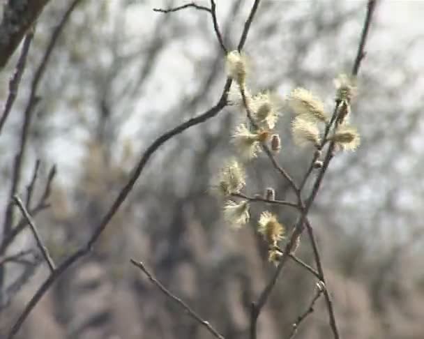 Buceta-salgueiro ramo bonito florescendo iluminado pela luz solar . — Vídeo de Stock