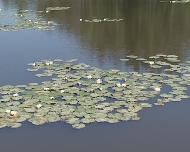 Lirios de agua maravillosamente florecientes y sus hojas en el lago . — Vídeo de stock