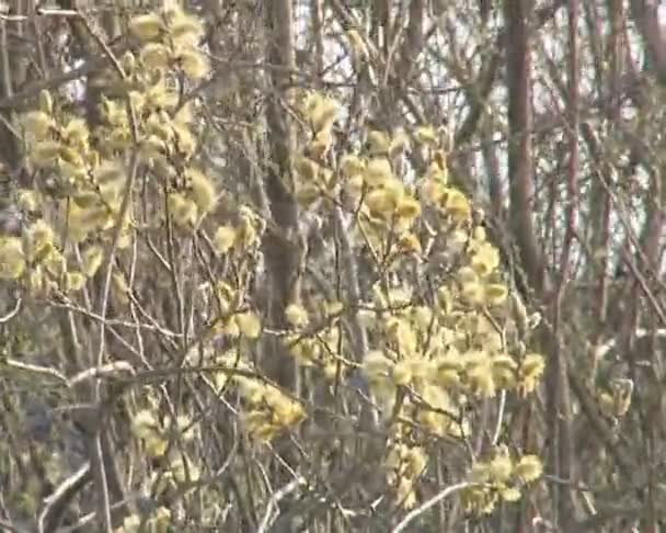 Jele a tavasz. punci fűzfa virágzik. — Stock videók