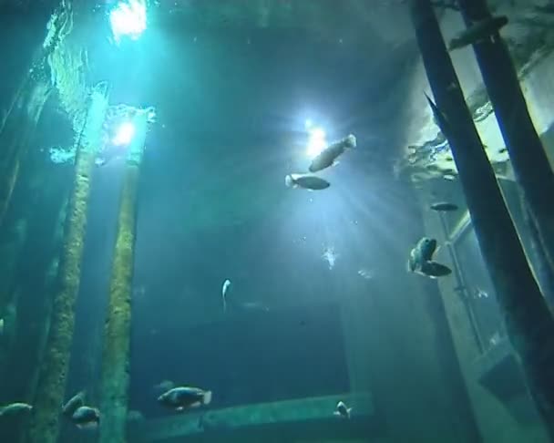 Store akvarier i zoologisk have fuld af fisk belyst med sollys . – Stock-video