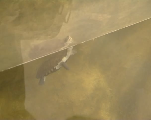 Schildpad zwemmen in de zoo aquarium. water fauna in gevangenschap. — Stockvideo