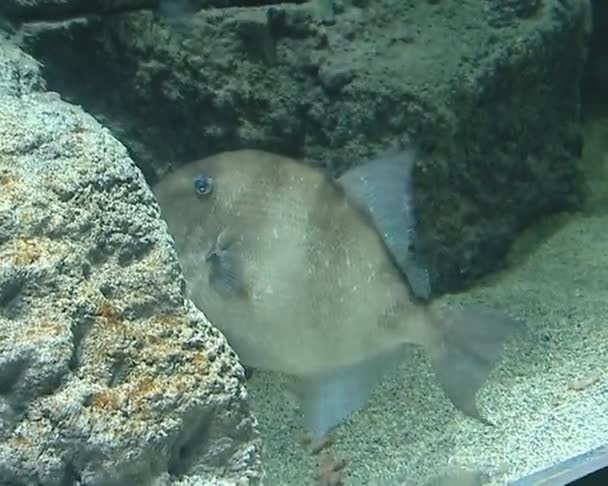 A huge flat fish in the zoo aquarium — Stock Video