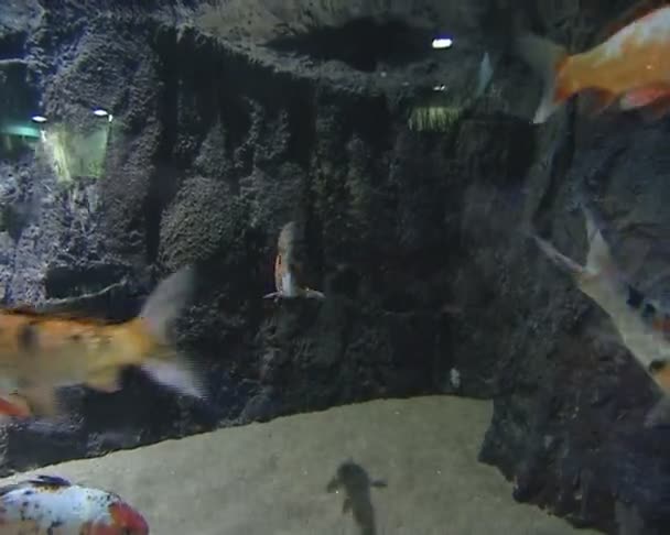 Variedad de coloridos peces nadando en el acuario del zoológico de hudge . — Vídeos de Stock