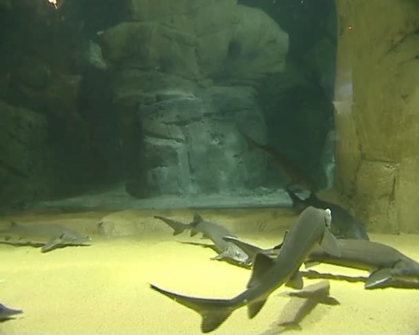 Sturgeon zwemmen in enorme dierentuin aquaria. spectaculaire leven. — Stockvideo