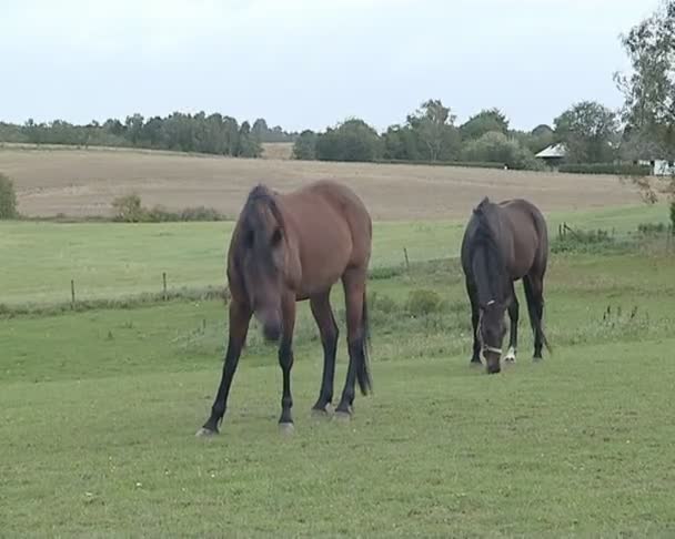 Écuries en banlieue. paire de chevaux bruns mangent de l'herbe dans la prairie .