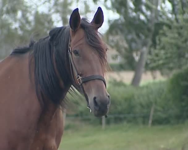 Rüzgarda sallanan at yelesi. güzel closeup hayvan. — Stok video