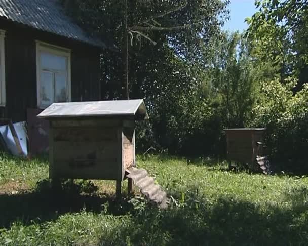 Bienenstöcke und Bienen fliegen um sie herum. Imkerei im Dorf. — Stockvideo