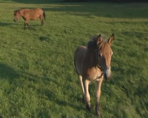 Две маленькие лошади пасутся на лугу. one goes towards camera . — стоковое видео
