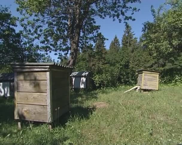 Beekeeping. hives in the garden and its inhabitants bees. — Stock Video