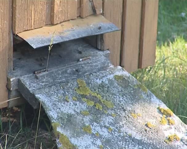 Bijenkorf gat en bijen vliegen binnen en buiten. bijenteelt. — Stockvideo