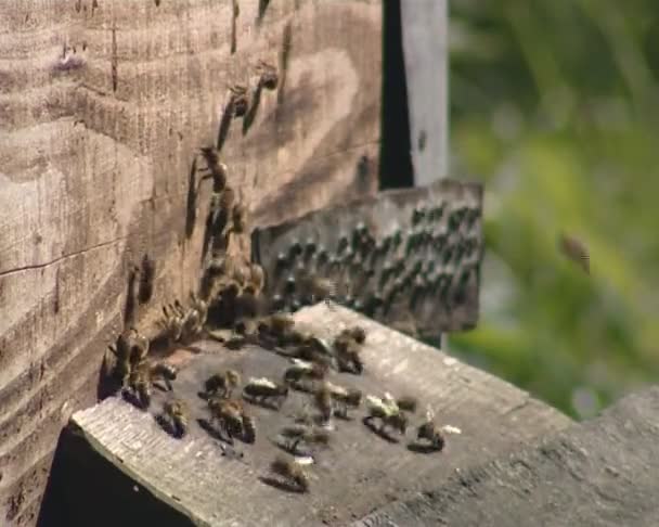 Beaucoup d'abeilles bourdonnent autour d'une ruche. apiculture . — Video